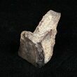 Real Triceratops Tooth - #4456-1